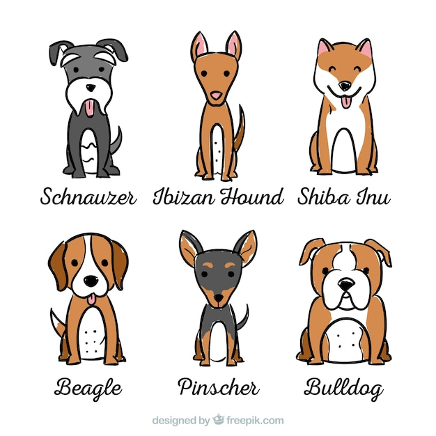 Assortment of dogs with six different breeds