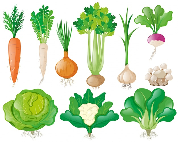 Different types of vegetables