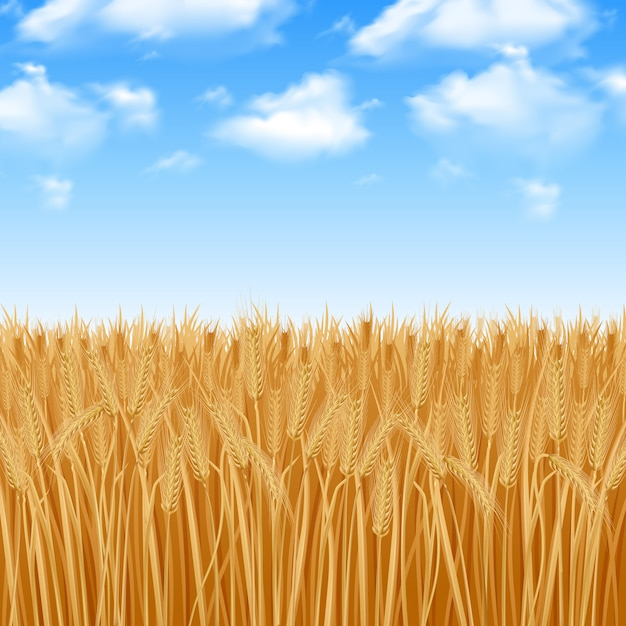 Golden yellow wheat field and summer sky background