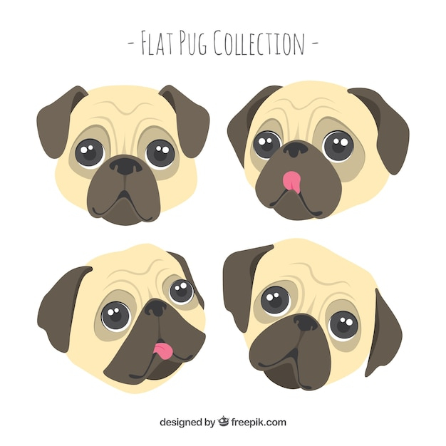 Lovely pack of cute pug faces