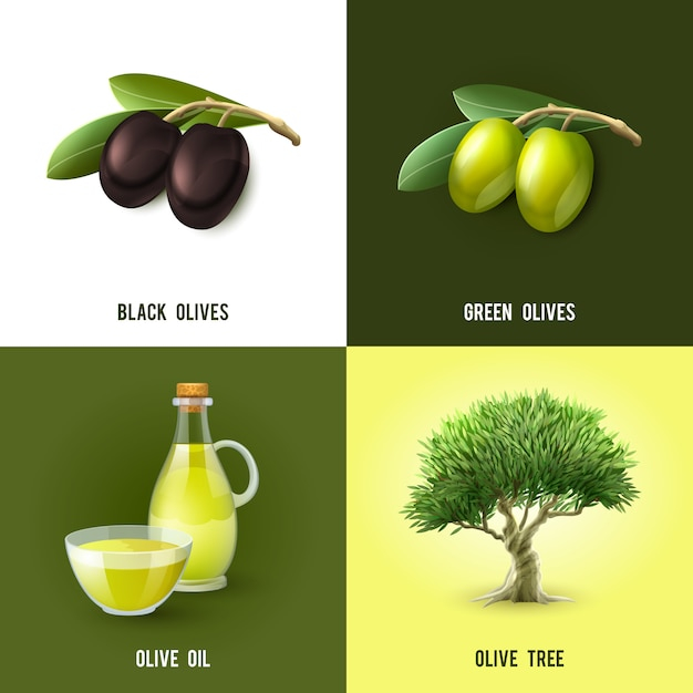 Olive Concept