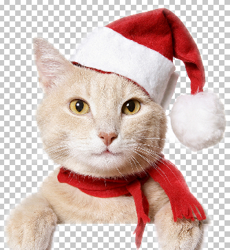 Christmas Cat - Santa Claus Cat