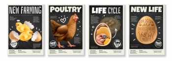 Poultry farming chicken life cycle raising birds from eggs embryo development 4 realistic posters set Free Vector