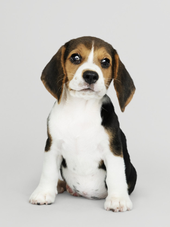 Adorable beagle puppy solo portrait Free Psd