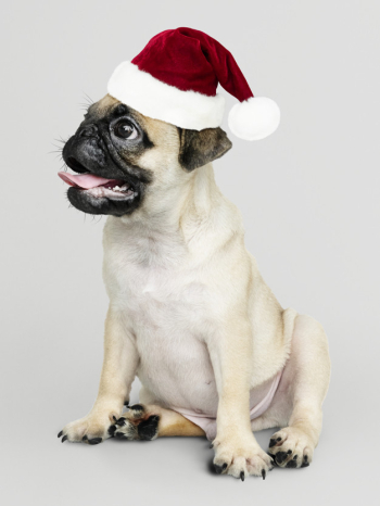 Adorable pug puppy wearing a christmas hat Free Psd