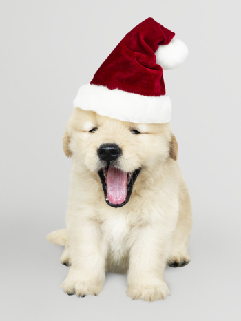 Portrait of a cute golden retriever puppy wearing a santa hat Free Psd
