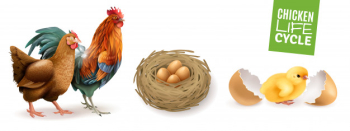 Chicken life cycle realistic horizontal set  with hen rooster fertile eggs and newly hatched chick Free Vector