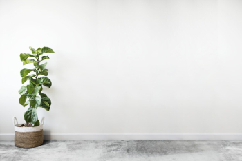 Fiddle leaf fig in a room Free Psd