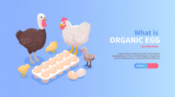 Poultry farm production isometric horizontal website banner design with organic eggs chicken turkey meat offer Free Vector