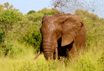 Elephant, Wild, Animal, Mud, Spray, Water, Nature