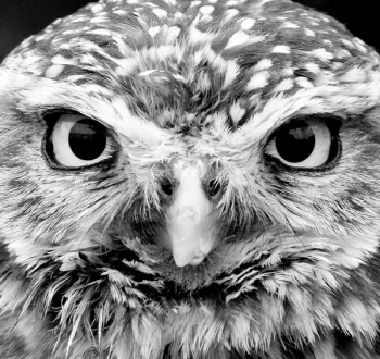 Owl2_1852.JPG