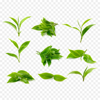 Green tea Stock photography Tea processing - Tea leaves 