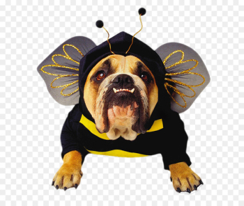 Bulldog Pet Halloween costume Halloween costume - Dog clothes 