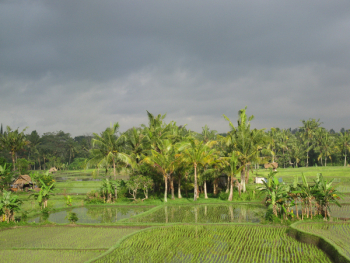 Rice Field, Paddy, Field, Agriculture, Rice, Crop
