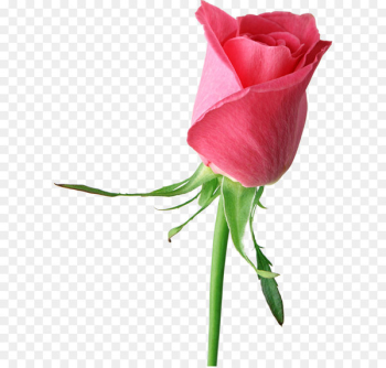 Rose Pink Flower Clip art - Pink Rose Large PNG Clipart 