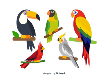 Collection of flat exotic bird Free Vector
