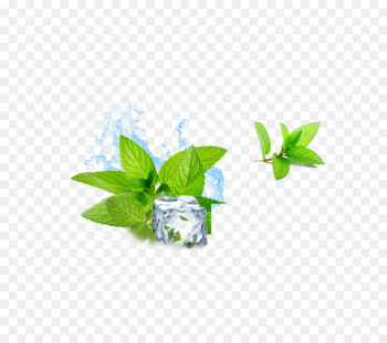 Water Mint Ice cube Menthol - Mint ice cubes 