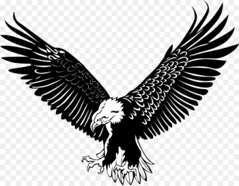 Bald Eagle Bird - The eagle fly 
