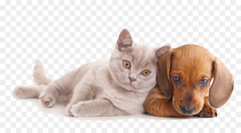 Cat Dog Pet sitting Kitten Horse - Close together dogs and cats 