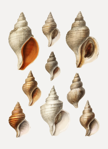 Conch shell varieties