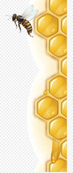Honey bee Honeycomb - Honeycomb lace vector. 