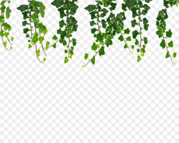Vine Ivy Clip art - Ivy Hanging Vines Png 
