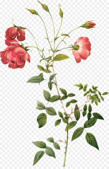 Rosa chinensis Centifolia roses Botany Hybrid tea rose Botanical illustration - Hand-painted roses 