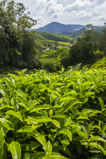 Tea Plantation, Cameron Highlands, Malaysia, Asia
