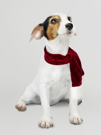 Adorable jack russell retriever puppy wearing a christmas scarf Free Psd