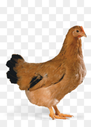Broiler Cornish chicken Poultry farming Chicken as food - meat 