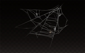 collection of realistic cobweb with spider on it. 
