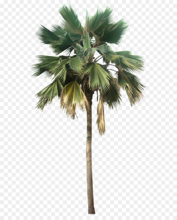 Washingtonia robusta Washingtonia filifera Pritchardia pacifica Arecaceae - Transparent Palm Tree Great Looking Desert Plants Png Image 