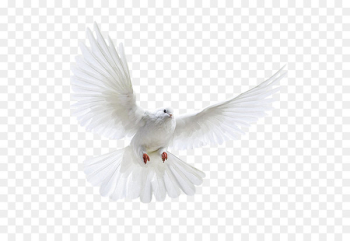 Columbidae Domestic pigeon Bird Flight - White dove 