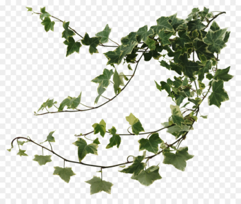 Common ivy Houseplant Devil's ivy Vine - vines 