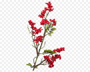 Pink Peppercorn, Aquifoliales, Silver Buffaloberry, Flower, Flowering Plant PNG