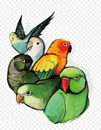 Budgerigar Lovebird Parrot - Vector Parrot 