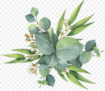 Eucalyptus polyanthemos Watercolor painting - painting 