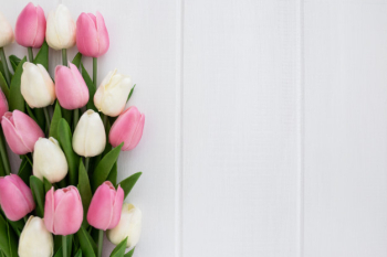 Lovely bouquet of tulips on white wooden background with copyspace to the right