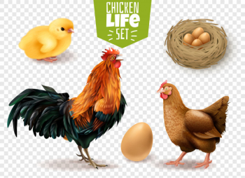 Chicken life cycle realistic set from eggs laying chicks hatching to adult birds transparent Free Vector