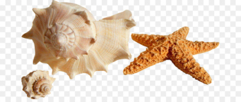 Seashell Shore Mollusc shell Conch Bivalvia - summer weather 