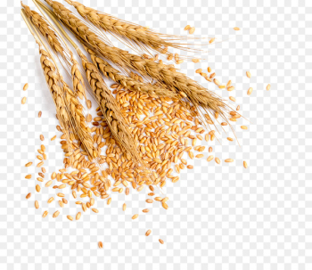 Wheat Grauds Bread - Full of wheat 