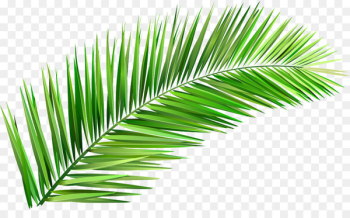 Arecaceae Coconut Tree Leaf Clay - Leaves 