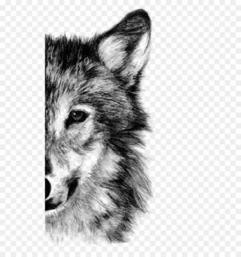Gray wolf Drawing Pencil Sketch - Wolf 
