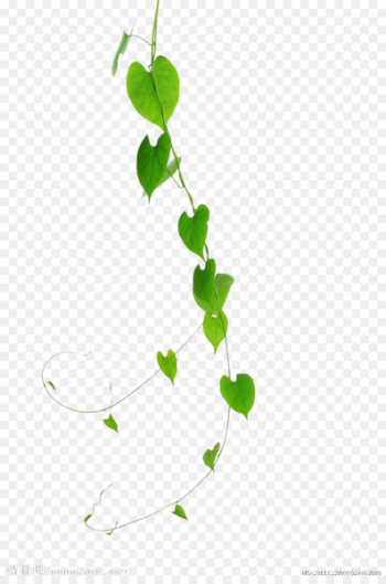 Vine Green Plant Leaf - Vines are available for free download 