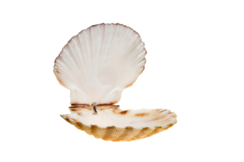 Open empty scallop shell isolated against white
