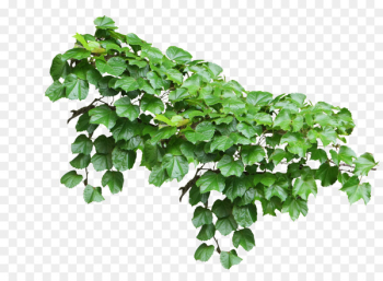 Common ivy Vine Plant - Plants 