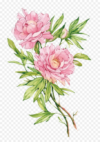 Moutan peony Flower - Vector pink peony flower 