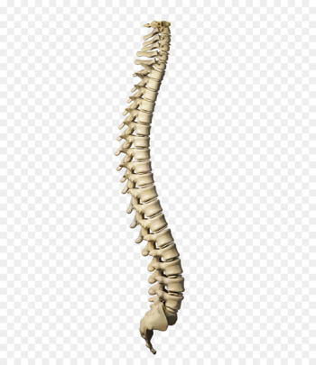 Vertebral Column, Human Skeleton, Stock Photography, Necklace, Fashion Accessory PNG