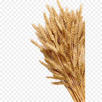 Wheat Ear Cereal Whole grain Stock photography - Mature wheat 
