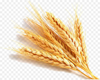 Common wheat Wheat germ oil Gluten Cereal germ Food - wheat 